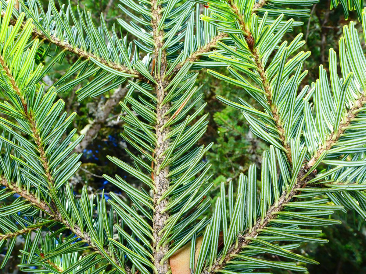 Abies detail