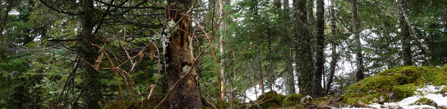 Foret du bois rond en hiver