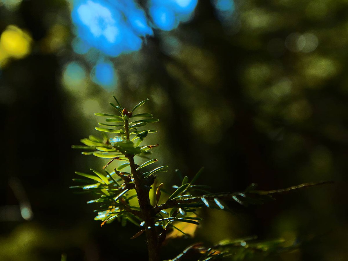 La foret du Bois Rond 2