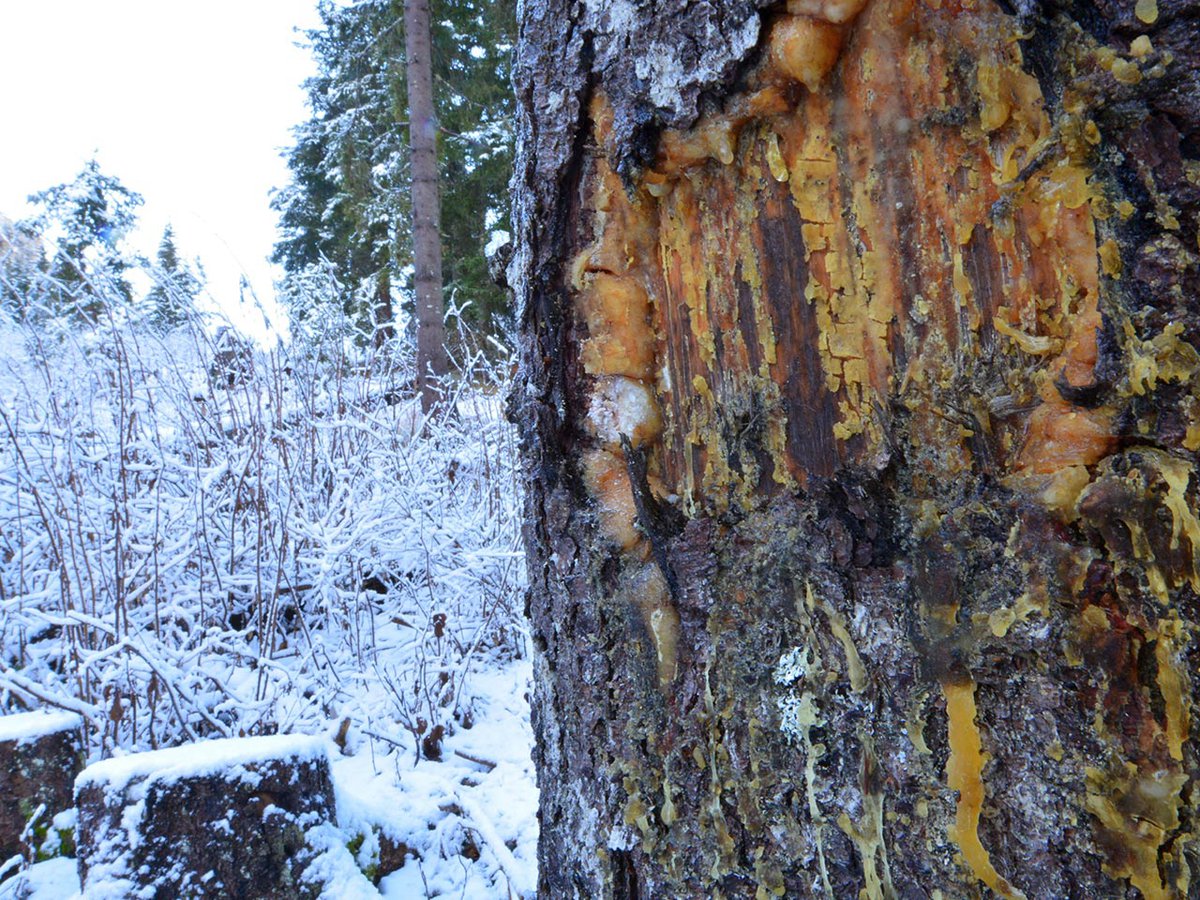 resine de sapin en hiver