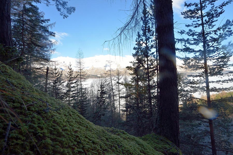 La foret du bois rond 2